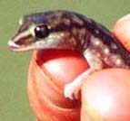 photos of snakes, lizards, frogs and more coming soon