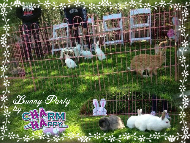 bunny rabbit petting zoo farm charmandhappy socal los angeles 562-237-3327